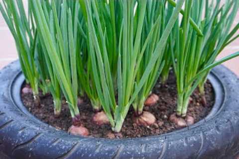 🔴FULL TIME: How to Grow Onion Tips Gardening Hacks Vegetables Balcony and Rooftops