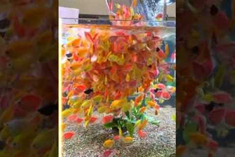 Did You Notice Something? The Glow in This GloFish Tetra Aquarium!