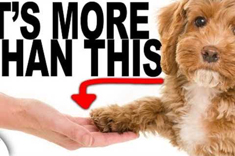 Transform Every Day Tasks By Teaching Shake - A - Paw
