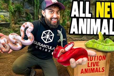 I Got New Animals For My New Reptile Zoo!