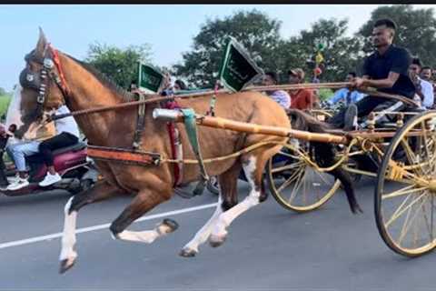 SURAT HORSE RACE 🏆 IMTIYAZ BHAI WiiN🥇02-11-25 NEW RACE  🐎