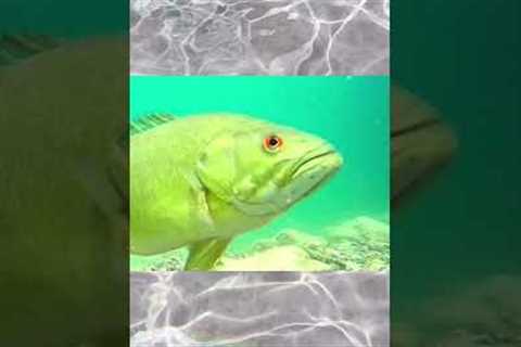 Bass Fishing spit out finally❤️🎣xilihala underwater fishing camera recording fish's bite🐟📷