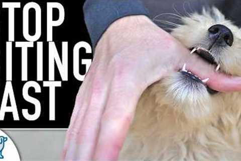 5 Ways You Are Making The Puppy Biting Worse