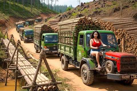 UseTrucks to Transport 1000+ Giant Bamboo Trees to Rebuild Bridge After a Major Flood