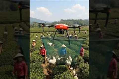 Amazing Drone Technology in Farming | Modern Agriculture with Farmers &amp; Ducks