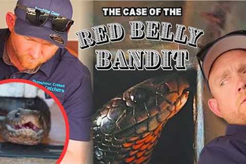 Venomous Snake TRAPPED Inside an Automatic Door!
