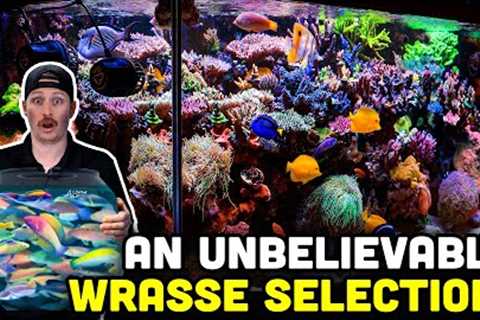 SPS LOADED Saltwater Aquarium! Insane and Rare Wrasse Collection!