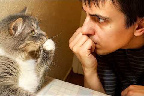 When Your Cat Starts Imitating You 😂 Funny Cats and Humans