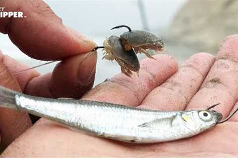 NO Bait!? — I Scavenged the Beach to Fish! (California Beach Fishing)