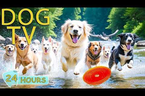 DOG TV: Videos Entertain Help Anti-Anxiety for Dogs All-Day When Home Alone - Best Music for Dogs