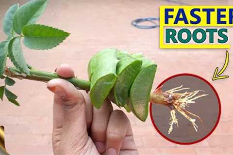 10 SECRETS TO GROW ROSE FROM CUTTINGS FASTER | GARDENING HACKS TO ROOTING ROSE CUTTINGS