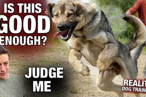 I REFUSE to Be the “Alpha”. What 4 weeks of Positive Reinforcement looks like with an Untrained Dog.