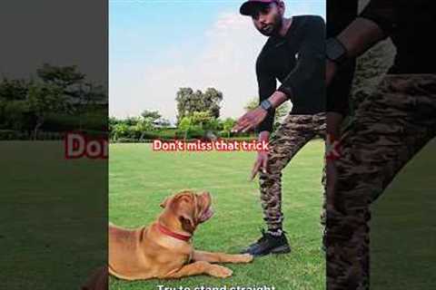 Important basic trick in dog training should know