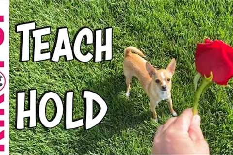 Teach your dog to hold an object - Professional Dog Training