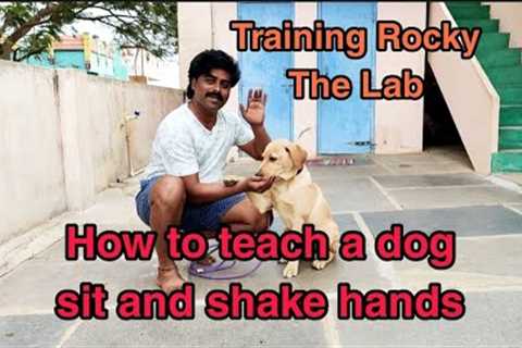 Rocky the Lab puppy training, How to teach sit and shake hands to a puppy-funny lab puppy-cute lab🙏