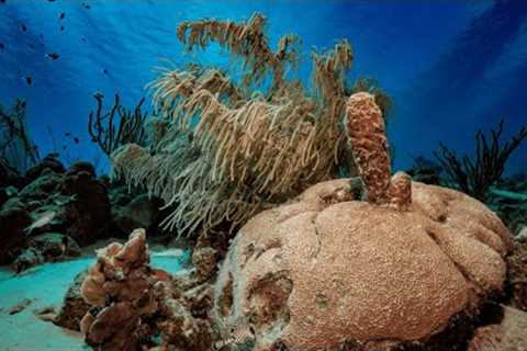Why Curaçao Is the Caribbean’s Hidden Gem for Scuba Divers