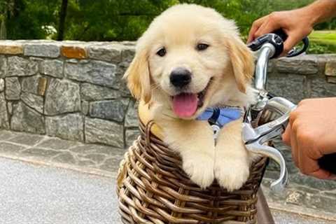 Funniest Golden Puppies in the World 🤣 Funny Dog Videos 2025 🐶
