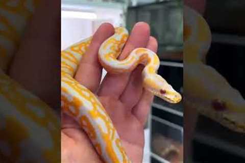 #reptiles #cyprus #exotic #snakes #boa #subscribe #greece #youtube #youtuber #snake #cute #beauty