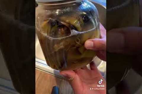 Homemade Fertilizer: How to make banana peel potassium