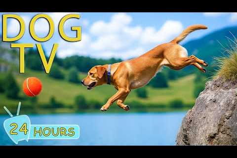 DOG TV: Best Videos All-Day Entertain Help Prevent Boredom &amp; Calm Anxiety for Dogs - Music for..