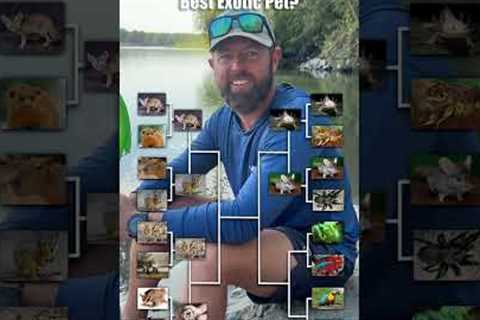 What Is The Best Exotic Pet?