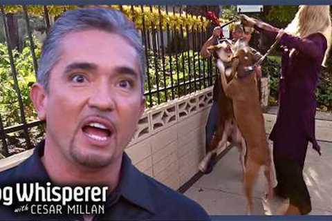 Neighborhood Rivalry Explodes Into Daily Dog Fights | Dog Whisperer With Cesar Millan