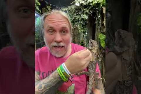 Best Pet Lizard Ever