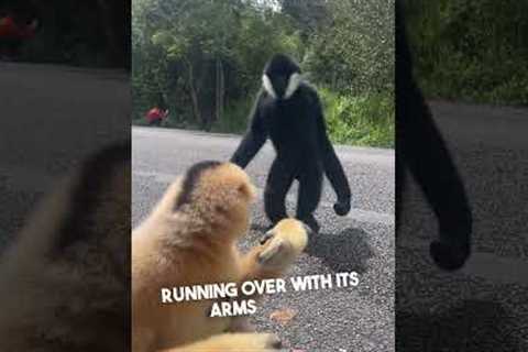 A Gibbon's Gesture of Friendship