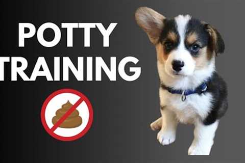 Corgi Training Guide: Part 10 - HOW to POTTY TRAIN Your PUPPY💩