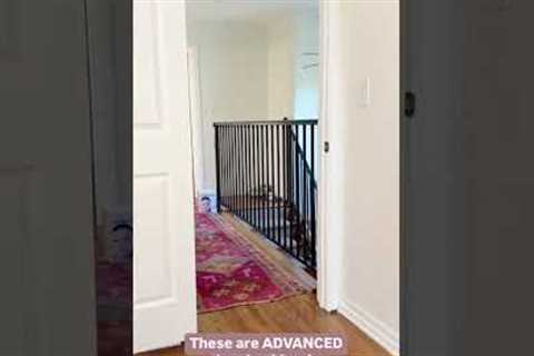How I trained my cats &amp; kittens .. training tricks #cats #kittens #catslover  #pets..
