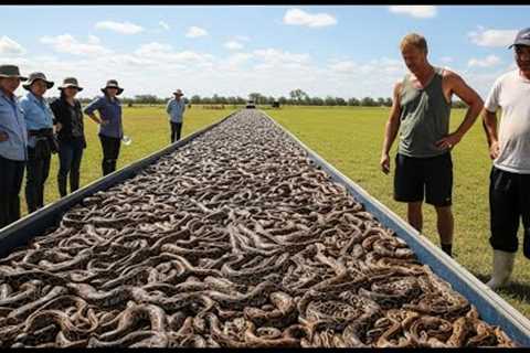 Florida RELEASES HUNDREDS OF SNAKE HUNTERS Into Forest - 1 Years Later, WHAT HAPPENS SHOCKS EVERYONE