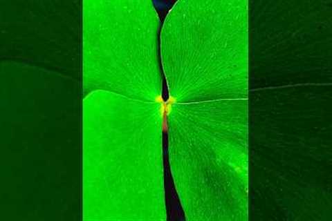Creative Mobile Pro Mode Photography 📸 Ideas #shorts #mobilephotography #photography