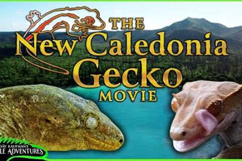 The New Caledonia Gecko Movie