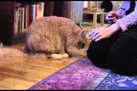 How to train your cat