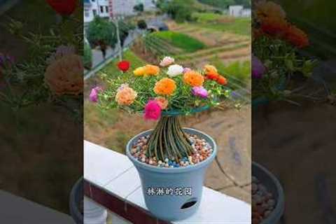 Best beautiful plants for home, #shorts #diy #craft #flowers #gardening