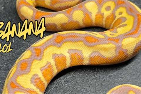 How to Breed BANANA the Right Way!