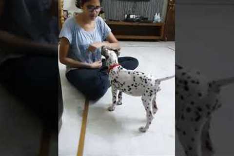 Dalmatian puppy training | learning  new tricks #dalmatian