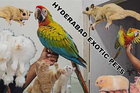 Pet Jungle Hyderabad Visit | Exotic Pets Tour Macaw🦜| Sugar Gliders🐿| Angora🐇 Hyderabad Exotic..