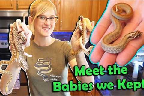 Our Holdback Baby Snakes of 2020!