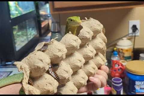 Kale: Footage from training - Nov 2024