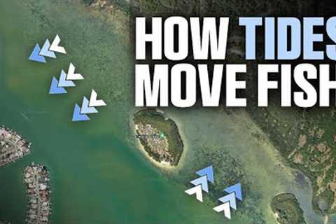 How Tides Move Fish (And How to Catch Them!)