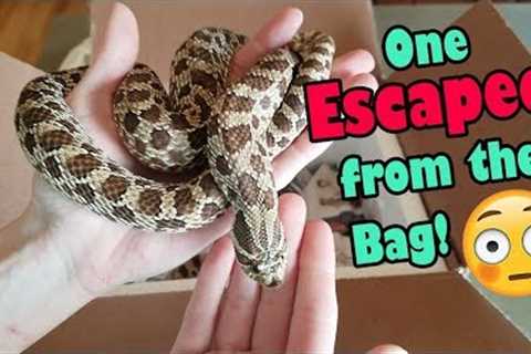 Unboxing Adult Hognoses