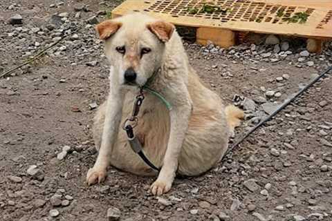 16 Years Chained— With a Belly About to Burst, She Was Exhausted &amp; Desperate, Unable Sit or..