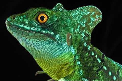 Goodbye Leo | Honouring the Lizard Who Inspired Terraquaman