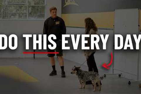 Dog Training Is Easy - If You Do This One Thing