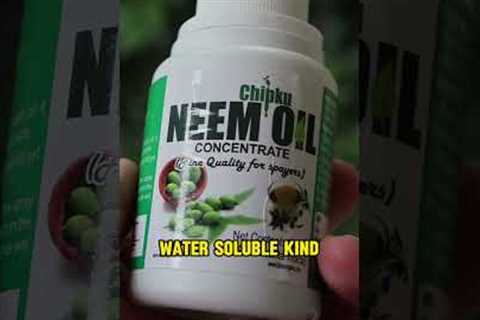 Neem Oil for Plants: Don't Make THIS Mistake! 🤯
