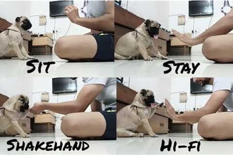 Dog training | Pug dog training | Learn &amp; train your puppy 🐾