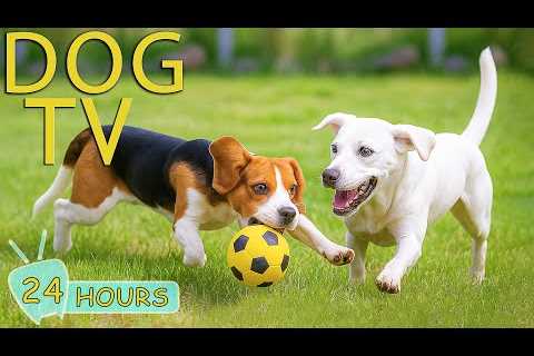 DOG TV: Best Anti-Stress Videos to Keep Dogs Prevent Boredom All Day When Alone - Music for Dogs