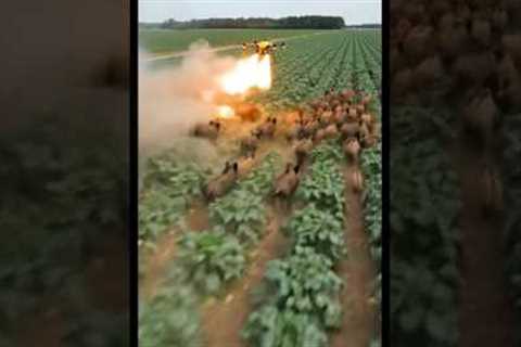 🔥 Drone Chasing Wild Boars in the Field! Incredible Farming Technology in Action 🚜🐗