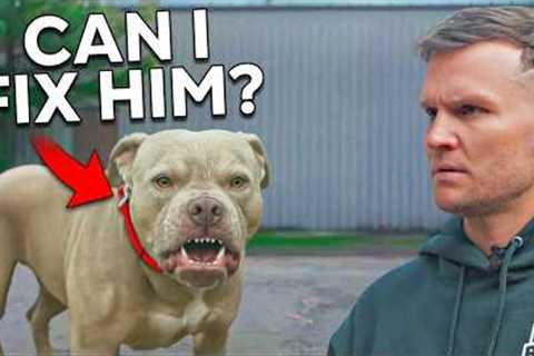 This Aggressive Dog Was a Lost Case.. Until Now